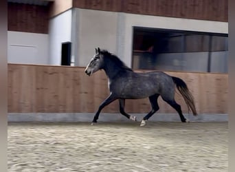 Studbook angloeuropeo, Giumenta, 3 Anni, 153 cm, Grigio