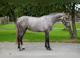 Studbook angloeuropeo, Giumenta, 3 Anni, 160 cm, Grigio