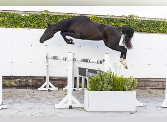 Studbook angloeuropeo, Giumenta, 3 Anni, 160 cm, Morello