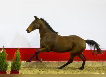 Studbook angloeuropeo, Giumenta, 3 Anni, 161 cm, Baio
