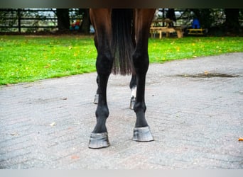 Studbook angloeuropeo, Giumenta, 3 Anni, 163 cm, Baio scuro