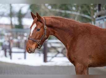 Studbook angloeuropeo, Giumenta, 3 Anni, 166 cm, Sauro
