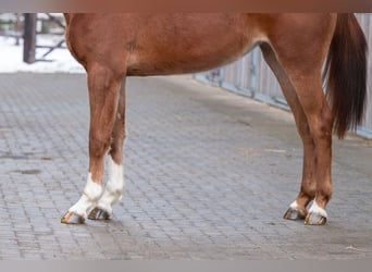 Studbook angloeuropeo, Giumenta, 3 Anni, 166 cm, Sauro