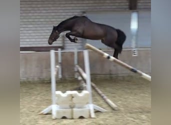 Studbook angloeuropeo, Giumenta, 3 Anni, 168 cm, Baio