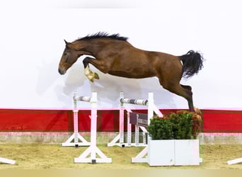 Studbook angloeuropeo, Giumenta, 3 Anni, 168 cm