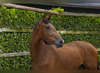 Studbook angloeuropeo, Giumenta, 3 Anni, 171 cm, Baio