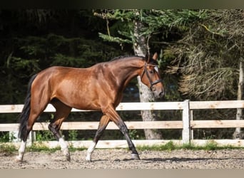 Studbook angloeuropeo, Giumenta, 3 Anni, 173 cm, Baio