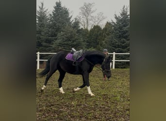 Studbook angloeuropeo, Giumenta, 4 Anni, 160 cm, Morello