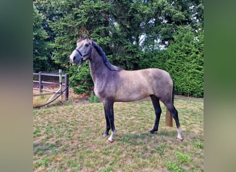 Studbook angloeuropeo, Giumenta, 4 Anni, 161 cm, Grigio rossastro