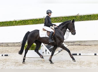 Studbook angloeuropeo, Giumenta, 4 Anni, 163 cm, Baio scuro