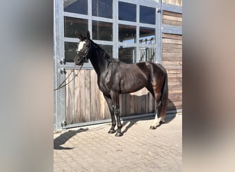 Studbook angloeuropeo, Giumenta, 4 Anni, 165 cm, Morello