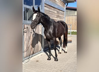 Studbook angloeuropeo, Giumenta, 4 Anni, 165 cm, Morello