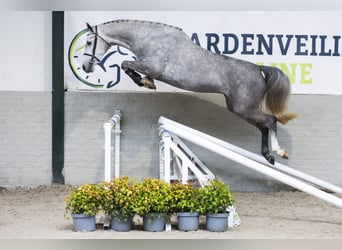 Studbook angloeuropeo, Giumenta, 4 Anni, 166 cm
