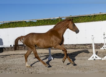 Studbook angloeuropeo, Giumenta, 4 Anni, 167 cm, Sauro