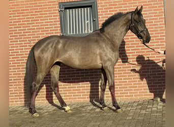 Studbook angloeuropeo, Giumenta, 4 Anni, 168 cm, Baio nero