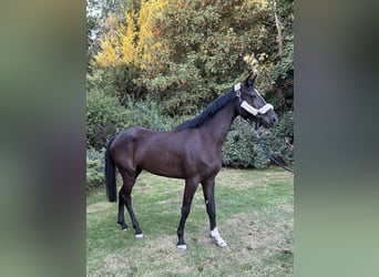 Studbook angloeuropeo, Giumenta, 4 Anni, 168 cm, Morello
