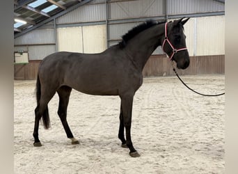 Studbook angloeuropeo, Giumenta, 4 Anni, 169 cm, Baio nero