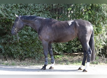 Studbook angloeuropeo, Giumenta, 4 Anni, 172 cm, Morello