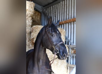 Studbook angloeuropeo, Giumenta, 4 Anni, 172 cm, Morello