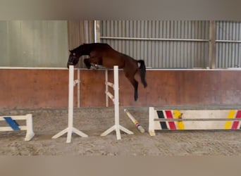 Studbook angloeuropeo, Giumenta, 4 Anni, 174 cm, Baio scuro