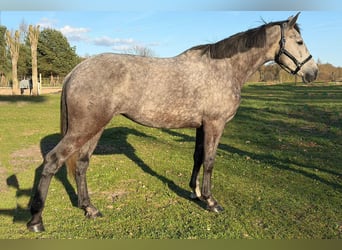 Studbook angloeuropeo, Giumenta, 5 Anni, 164 cm, Grigio ferro