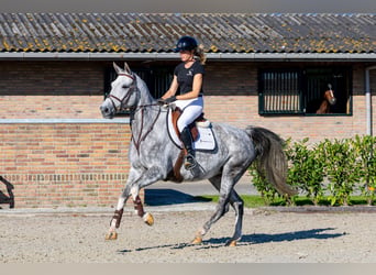 Studbook angloeuropeo, Giumenta, 5 Anni, 166 cm, Grigio