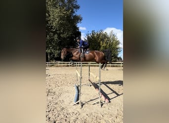 Studbook angloeuropeo, Giumenta, 5 Anni, 168 cm, Baio