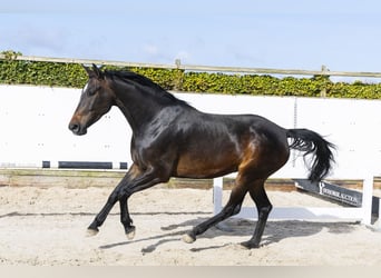 Studbook angloeuropeo, Giumenta, 5 Anni, 170 cm, Baio scuro