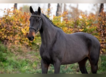 Studbook angloeuropeo, Giumenta, 6 Anni, 100 cm, Baio scuro