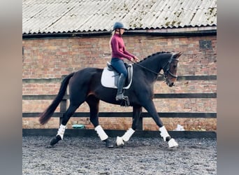 Studbook angloeuropeo, Giumenta, 6 Anni, 160 cm, Baio ciliegia
