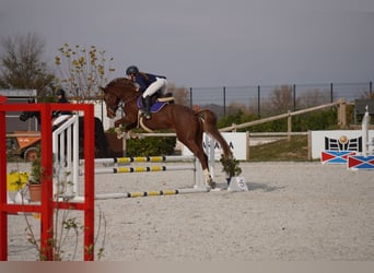 Studbook angloeuropeo, Giumenta, 6 Anni, 163 cm, Sauro