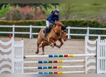 Studbook angloeuropeo, Giumenta, 6 Anni, 163 cm, Sauro