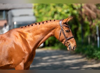 Studbook angloeuropeo, Giumenta, 6 Anni, 165 cm, Sauro
