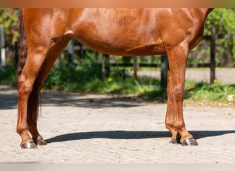 Studbook angloeuropeo, Giumenta, 6 Anni, 165 cm, Sauro