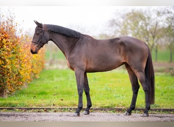 Studbook angloeuropeo, Giumenta, 6 Anni, 166 cm, Baio scuro