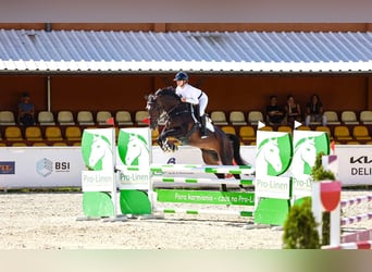 Studbook angloeuropeo, Giumenta, 6 Anni, 168 cm, Baio nero