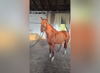 Studbook angloeuropeo, Giumenta, 6 Anni, 168 cm, Sauro