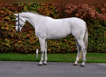 Studbook angloeuropeo, Giumenta, 6 Anni, 170 cm, Grigio