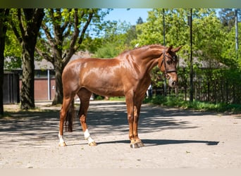 Studbook angloeuropeo, Giumenta, 6 Anni, 170 cm, Sauro