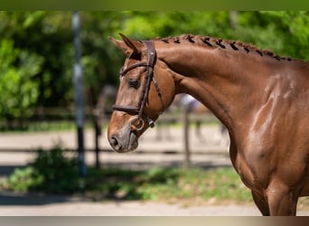 Studbook angloeuropeo, Giumenta, 6 Anni, 170 cm, Sauro