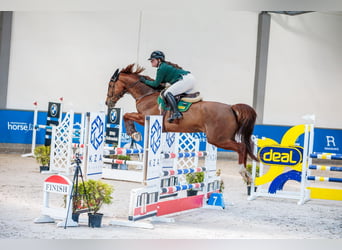 Studbook angloeuropeo, Giumenta, 6 Anni, 170 cm, Sauro