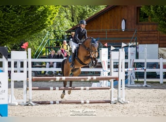 Studbook angloeuropeo, Giumenta, 7 Anni, 148 cm, Baio