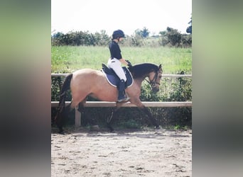 Studbook angloeuropeo, Giumenta, 7 Anni, 148 cm, Falbo