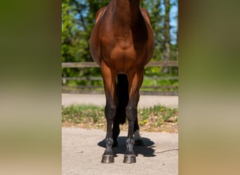 Studbook angloeuropeo, Giumenta, 7 Anni, 161 cm, Baio
