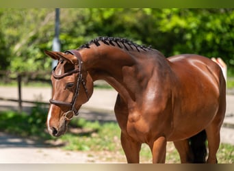 Studbook angloeuropeo, Giumenta, 7 Anni, 161 cm, Baio