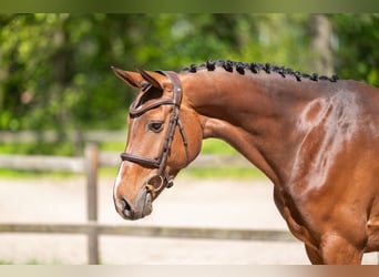 Studbook angloeuropeo, Giumenta, 7 Anni, 161 cm, Baio