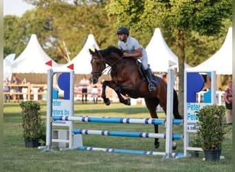 Studbook angloeuropeo, Giumenta, 7 Anni, 161 cm, Baio
