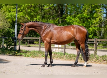 Studbook angloeuropeo, Giumenta, 7 Anni, 161 cm, Baio