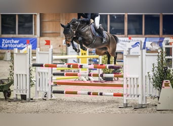 Studbook angloeuropeo, Giumenta, 7 Anni, 162 cm, Baio