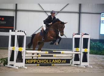 Studbook angloeuropeo, Giumenta, 7 Anni, 165 cm, Baio